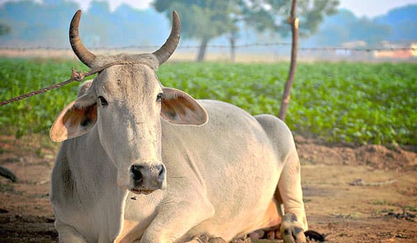 100-cow-to-be-donate-in-Cine-Function