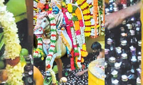 குச்சனுார் சனீஸ்வர பகவான் கோயிலில் 1200 மதுபாட்டில்களுடன் கிடா விருந்து