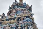அவிநாசி லிங்கேஸ்வரர் சன்னதி கோபுரத்தில் செடி : சிலைகள் சேதமடையும் அபாயம்
